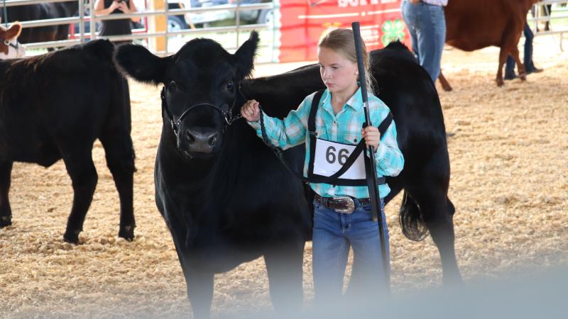 4-H member showing cattle